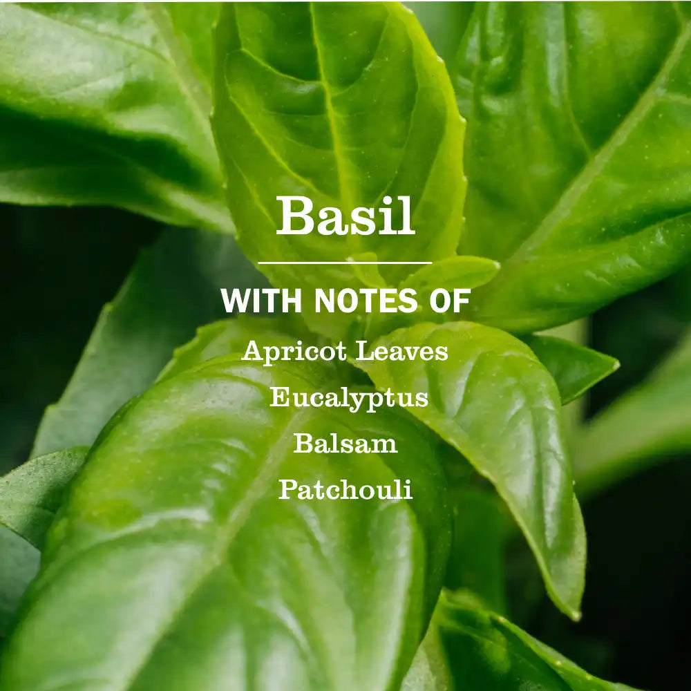 Basil Dish Soap Refill