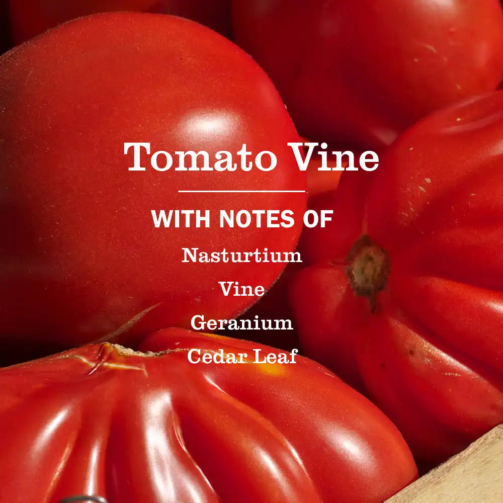 Tomato Vine Kitchen Basics Set